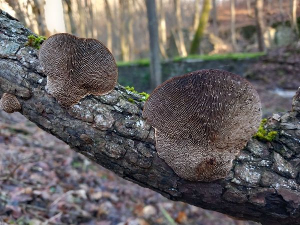 Sieťkovček červenkast&yacute;