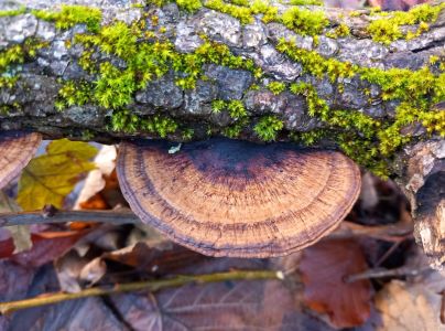 Sieťkovček červenkast&yacute;