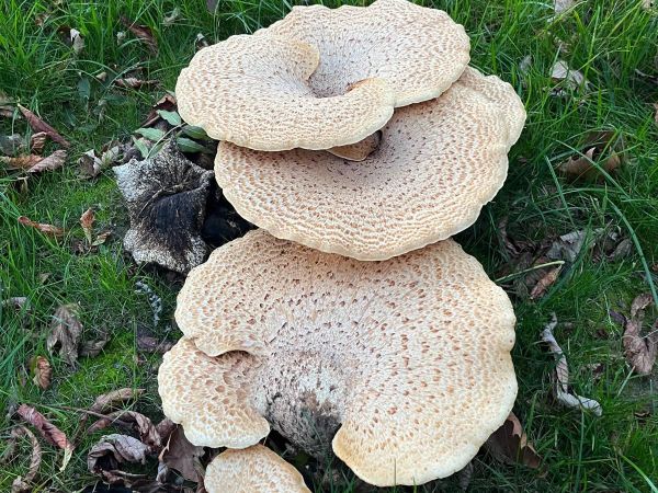 Tr&uacute;dnik &scaron;upinat&yacute;