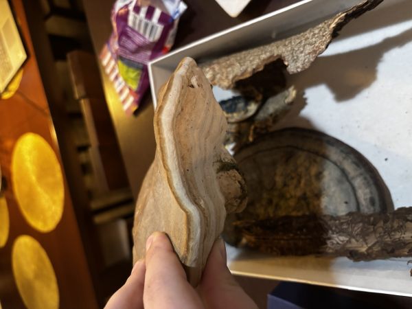 Pr&aacute;chnovec kopytovit&yacute;