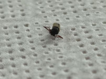 Červotoč obyčajn&yacute;