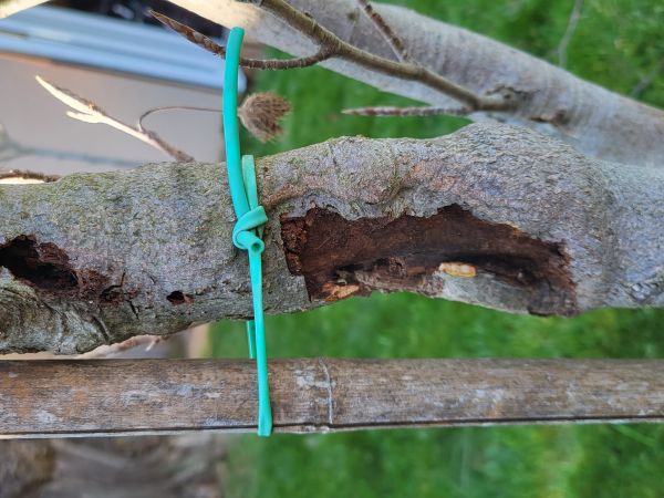 Drevotoč hru&scaron;kov&yacute;