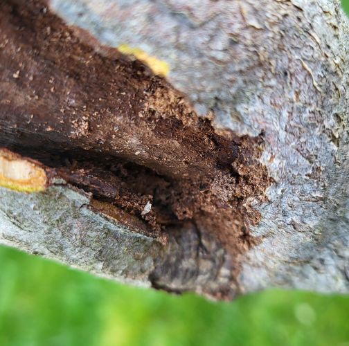 Ľubomír Tichanský