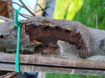 Drevotoč hru&scaron;kov&yacute;