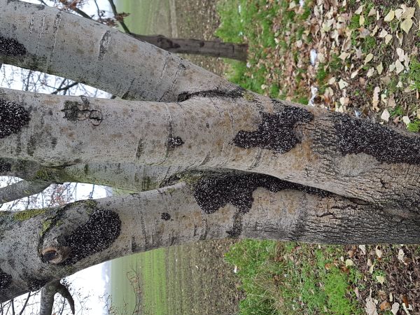 Plo&scaron;tička lipov&aacute;