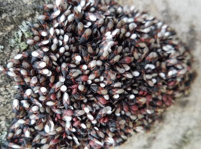 Plo&scaron;tička lipov&aacute;