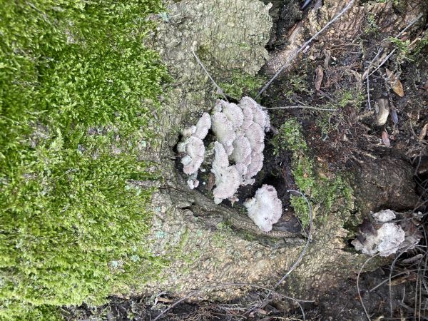 Klanolupeňovka obyčajn&aacute;