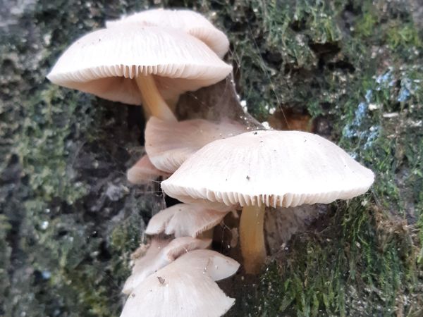 A - nie je v datab&aacute;ze