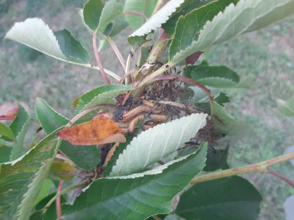 Ploskanka hru&scaron;kov&aacute;