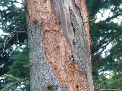 Smoliar jedľov&yacute;