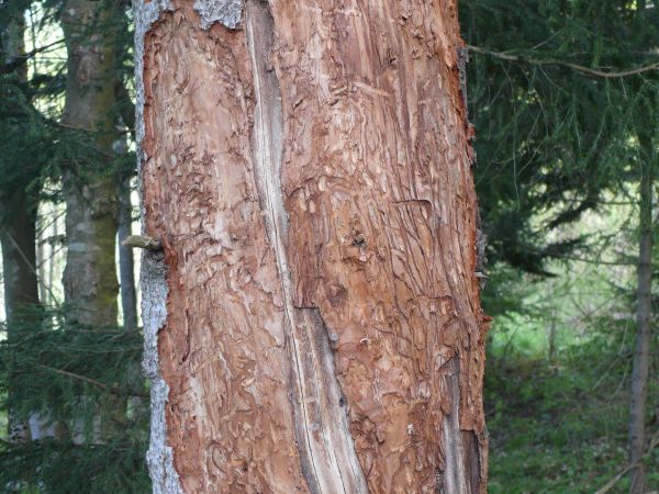 Smoliar jedľov&yacute;