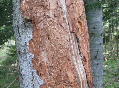 Smoliar jedľov&yacute;