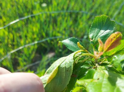 A - nie je v datab&aacute;ze