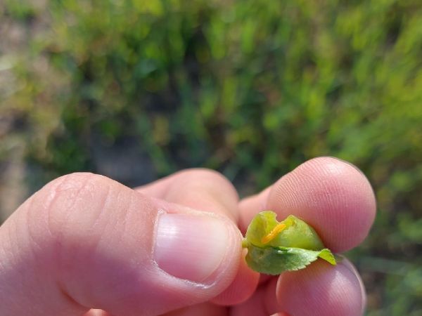 A - nie je v datab&aacute;ze