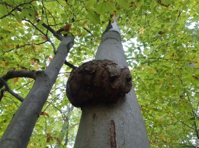 A - nejednoznačne určen&yacute;, nie sme si ist&iacute;