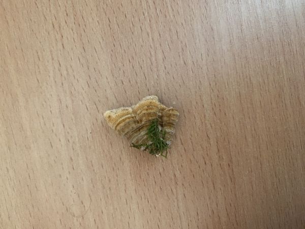 Tr&uacute;dnikovec chlpat&yacute;