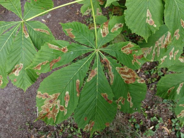 Plosk&aacute;čik paga&scaron;tanov&yacute;