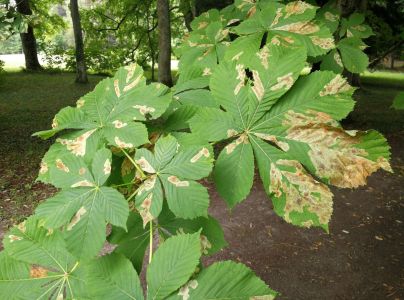 Plosk&aacute;čik paga&scaron;tanov&yacute;