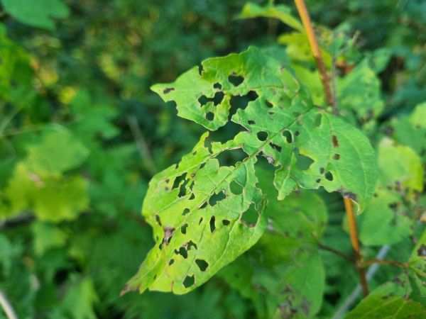 V&aacute;havec Pyrrhalta viburni 