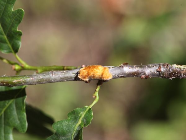 Mn&iacute;&scaron;ka zlatoritka