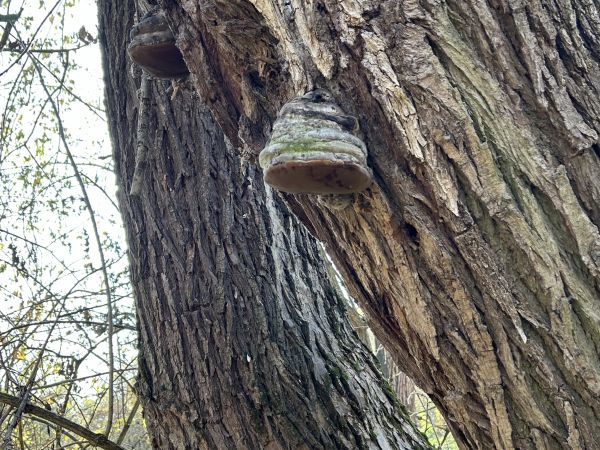 Pr&aacute;chnovec kopytovit&yacute;