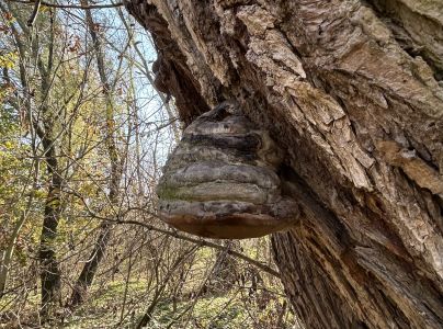 Pr&aacute;chnovec kopytovit&yacute;