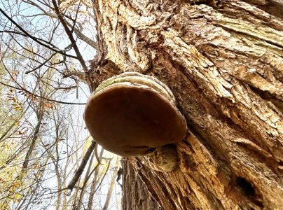 Pr&aacute;chnovec kopytovit&yacute;