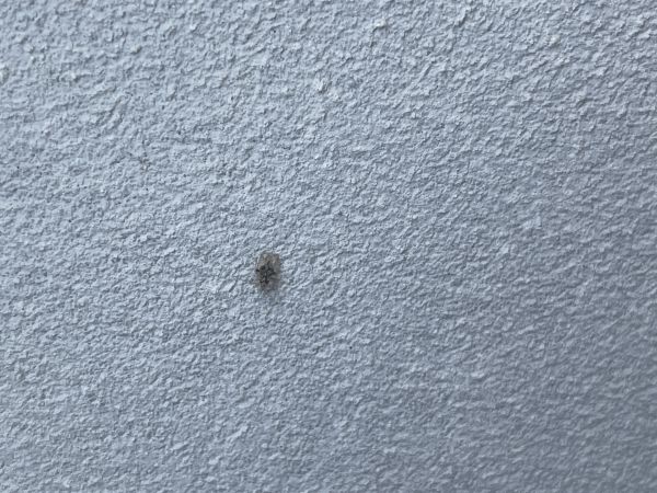 Sietnička dubov&aacute;