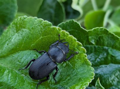 A - nie je v datab&aacute;ze