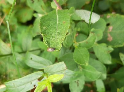 V&aacute;havec rakytov&yacute;