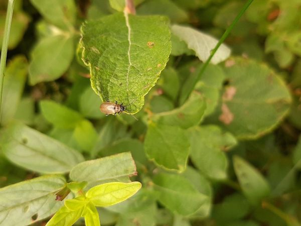 V&aacute;havec rakytov&yacute;