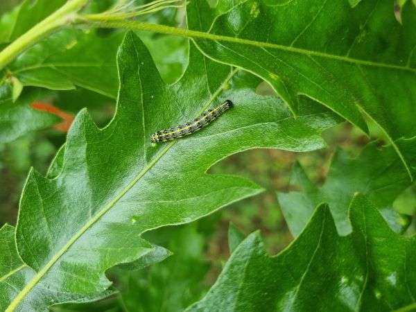 Mora Orthosia miniosa