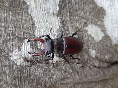 Roh&aacute;č obyčajn&yacute; 