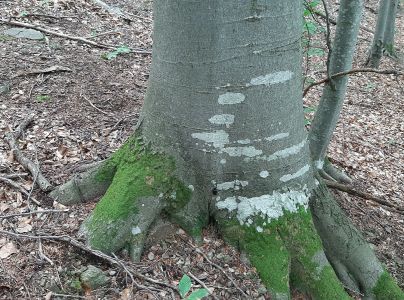 Roh&aacute;č obyčajn&yacute; 