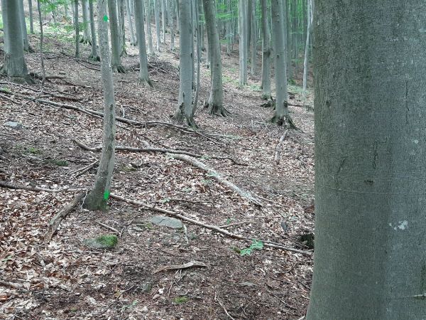 Roh&aacute;č obyčajn&yacute; 