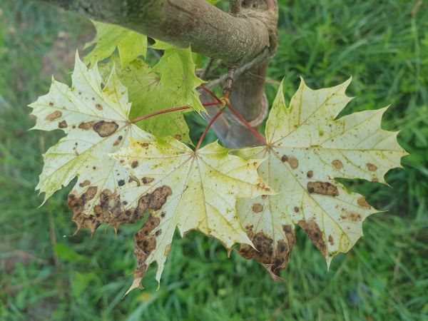 A - nie je v datab&aacute;ze