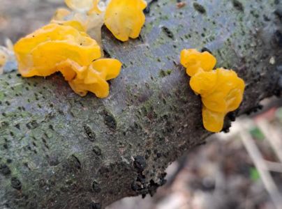 A - nie je v datab&aacute;ze