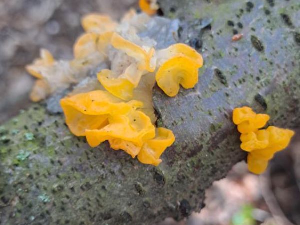 A - nie je v datab&aacute;ze