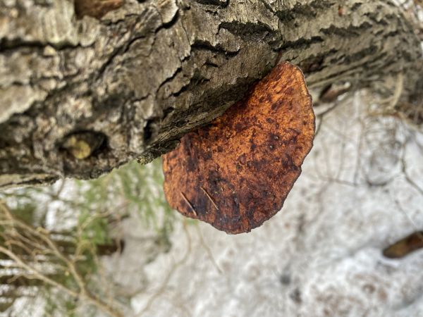 Sieťkovček červenkast&yacute;