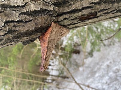 Sieťkovček červenkast&yacute;