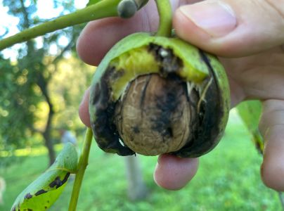 Vrtivka orechov&aacute; 