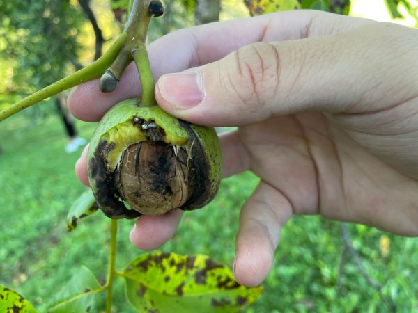 Vrtivka orechov&aacute; 