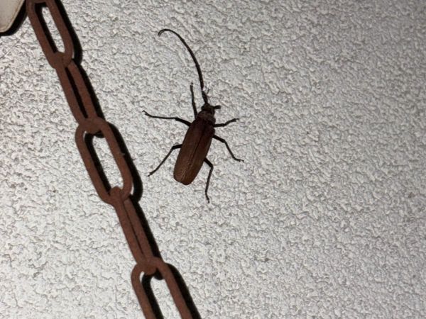 Fuz&aacute;č drsnotykadlov&yacute;