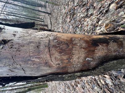 Lykokaz jaseňov&yacute;