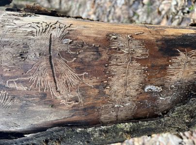 Lykokaz jaseňov&yacute;