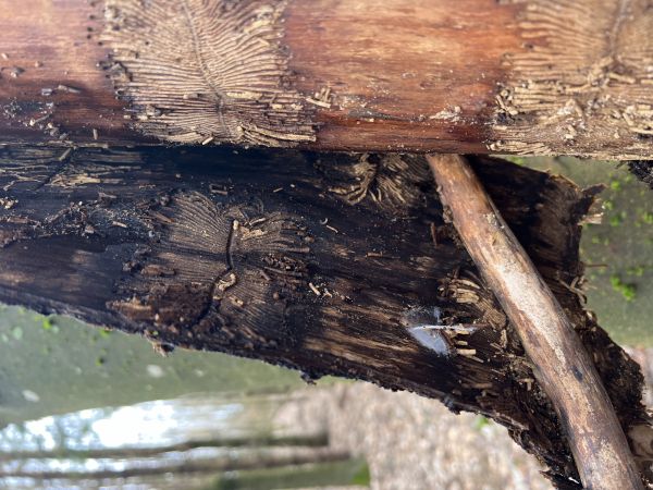 Lykokaz jaseňov&yacute;