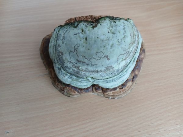 Pr&aacute;chnovček p&aacute;sikav&yacute; 