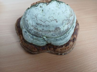 Pr&aacute;chnovček p&aacute;sikav&yacute; 