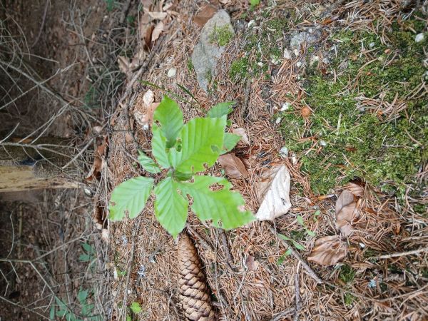 A - nejednoznačne určen&yacute;, nie sme si ist&iacute;