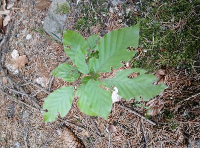 A - nejednoznačne určen&yacute;, nie sme si ist&iacute;